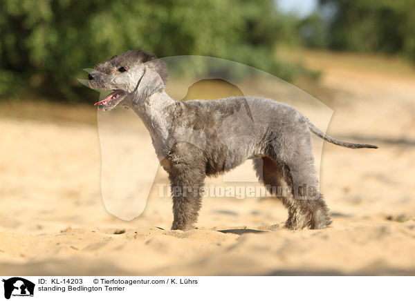 standing Bedlington Terrier / KL-14203