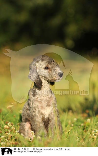 Bedlington Terrier Puppy / KL-14213