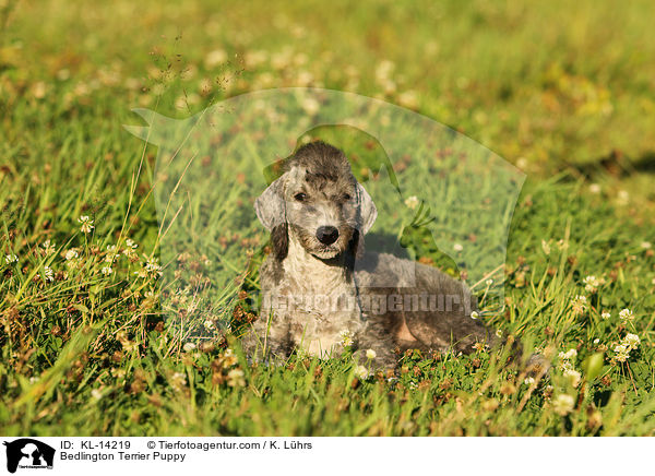 Bedlington Terrier Puppy / KL-14219