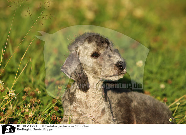 Bedlington Terrier Puppy / KL-14221