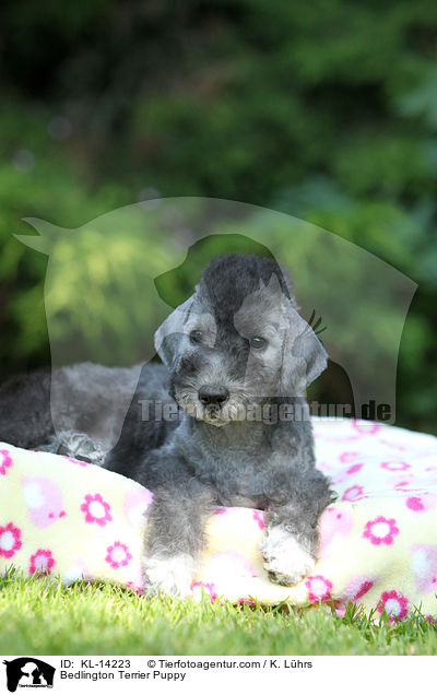 Bedlington Terrier Puppy / KL-14223