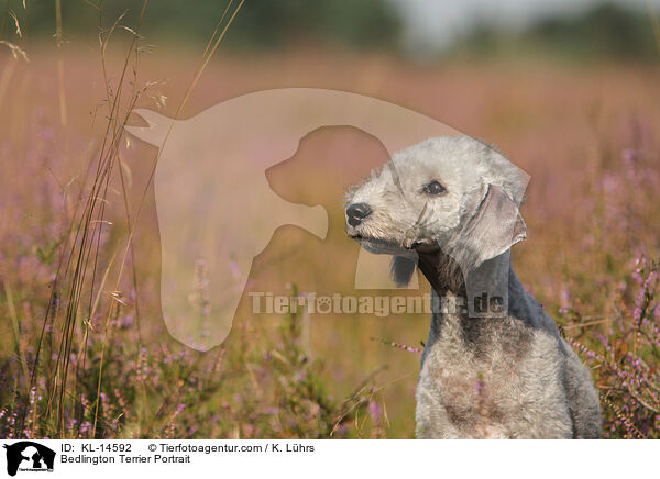 Bedlington Terrier Portrait / Bedlington Terrier Portrait / KL-14592