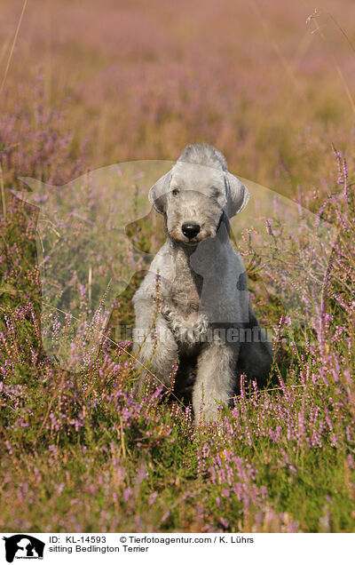 sitting Bedlington Terrier / KL-14593