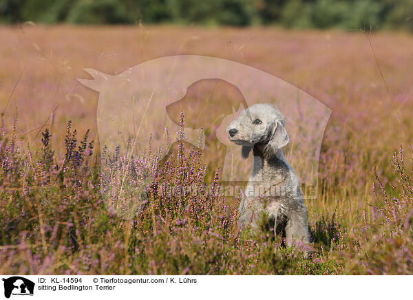 sitting Bedlington Terrier / KL-14594