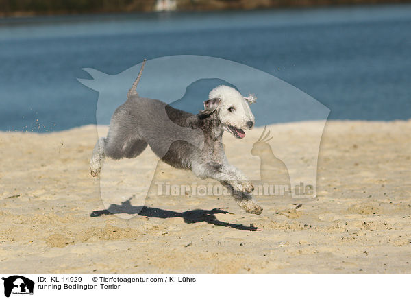 running Bedlington Terrier / KL-14929