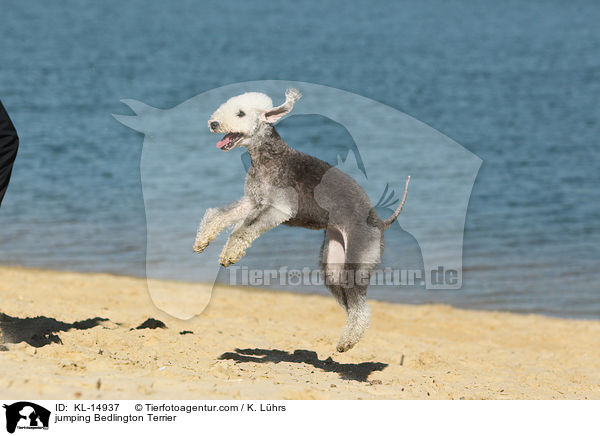 jumping Bedlington Terrier / KL-14937