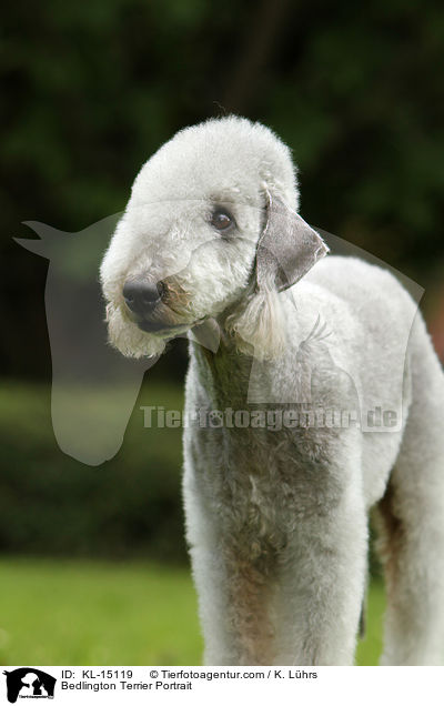 Bedlington Terrier Portrait / KL-15119