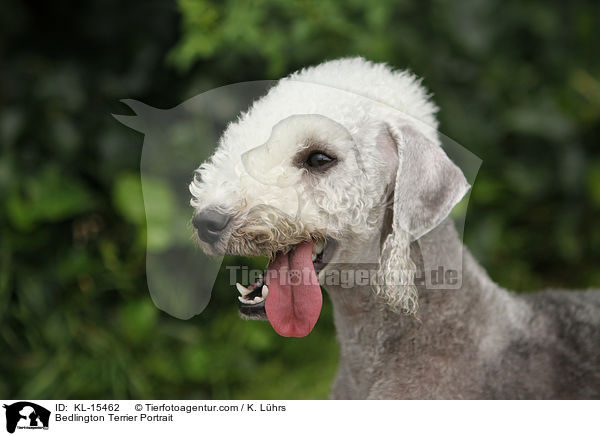 Bedlington Terrier Portrait / KL-15462