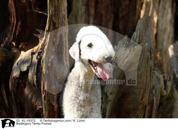 Bedlington Terrier Portrait / KL-16372