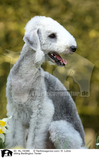 sitting Bedlington Terrier / KL-16386