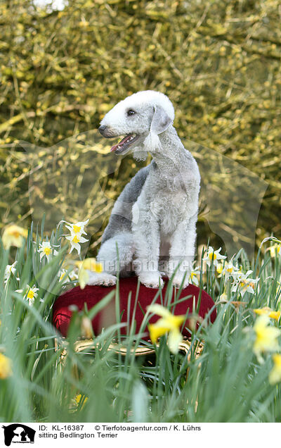 sitting Bedlington Terrier / KL-16387