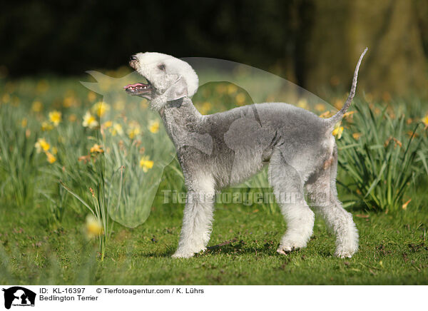 Bedlington Terrier / KL-16397