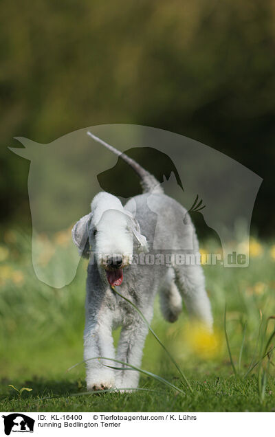 running Bedlington Terrier / KL-16400