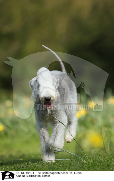 running Bedlington Terrier / KL-16401
