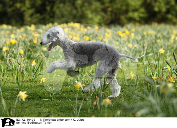 running Bedlington Terrier / KL-16406