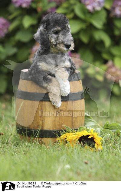 Bedlington Terrier Puppy / KL-19273