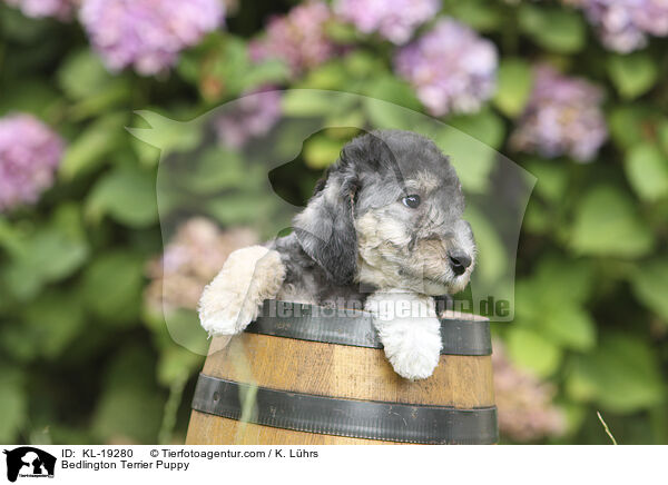 Bedlington Terrier Puppy / KL-19280