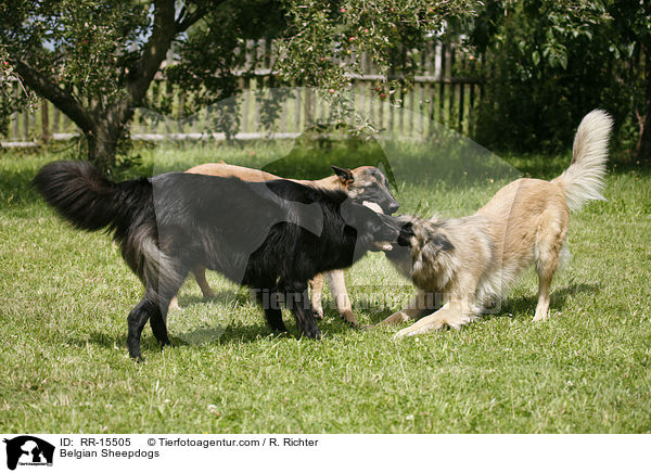 Belgian Sheepdogs / RR-15505