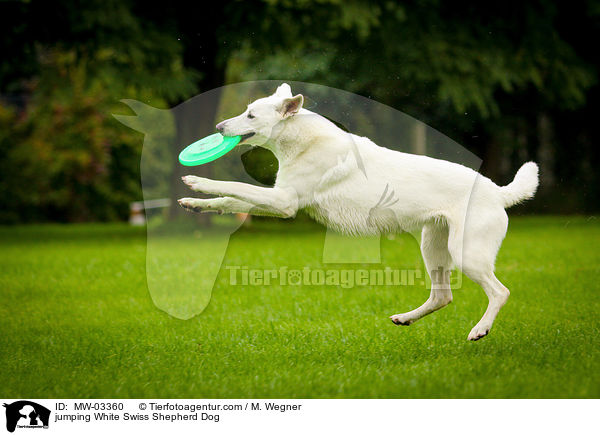 jumping White Swiss Shepherd Dog / MW-03360