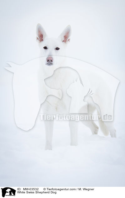 White Swiss Shepherd Dog / MW-03532