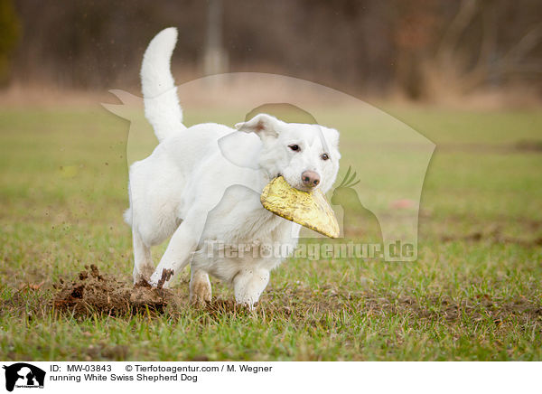 running White Swiss Shepherd Dog / MW-03843