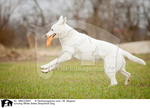 running White Swiss Shepherd Dog / MW-03897