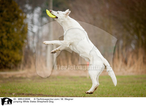 jumping White Swiss Shepherd Dog / MW-03899