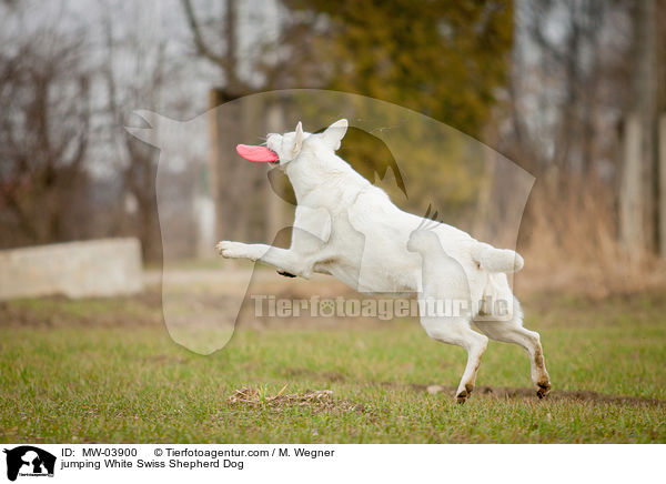 jumping White Swiss Shepherd Dog / MW-03900
