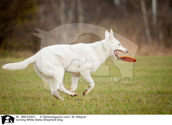 running White Swiss Shepherd Dog / MW-03901
