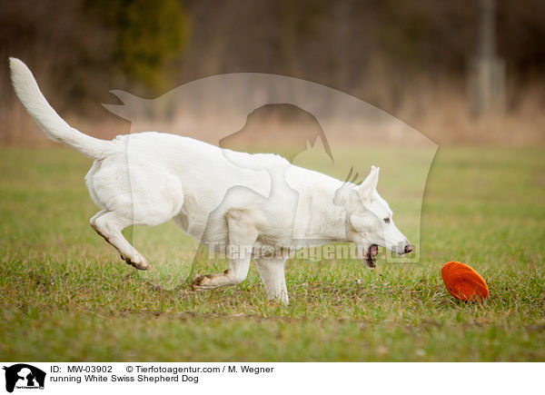 running White Swiss Shepherd Dog / MW-03902