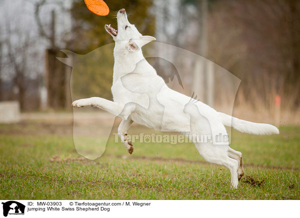 jumping White Swiss Shepherd Dog / MW-03903