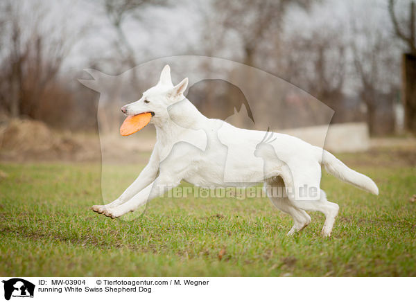 running White Swiss Shepherd Dog / MW-03904