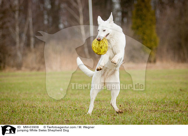 jumping White Swiss Shepherd Dog / MW-03908
