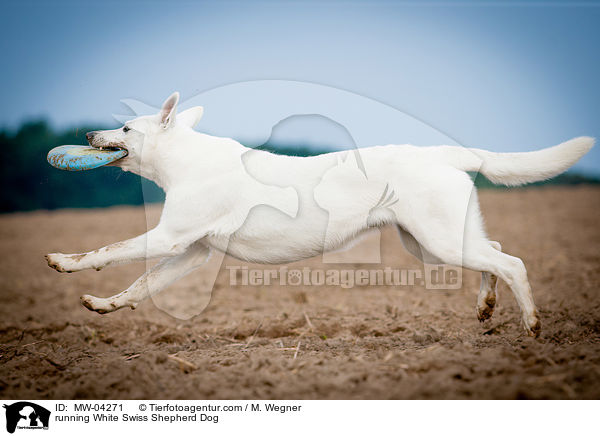 running White Swiss Shepherd Dog / MW-04271