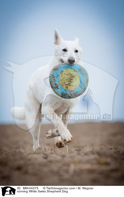 running White Swiss Shepherd Dog / MW-04275