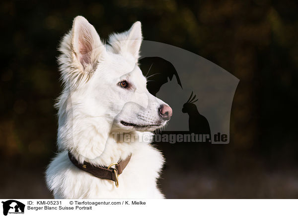 Weier Schweizer Schferhund Portrait / Berger Blanc Suisse Portrait / KMI-05231