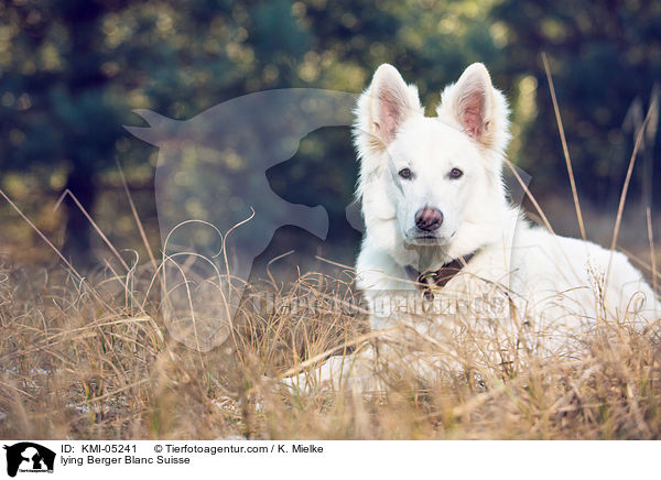 liegender Weier Schweizer Schferhund / lying Berger Blanc Suisse / KMI-05241