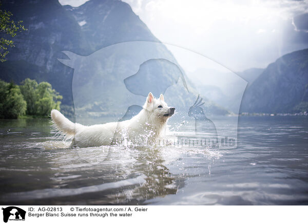 Weier Schweizer Schferhund rennt durchs Wasser / Berger Blanc Suisse runs through the water / AG-02813