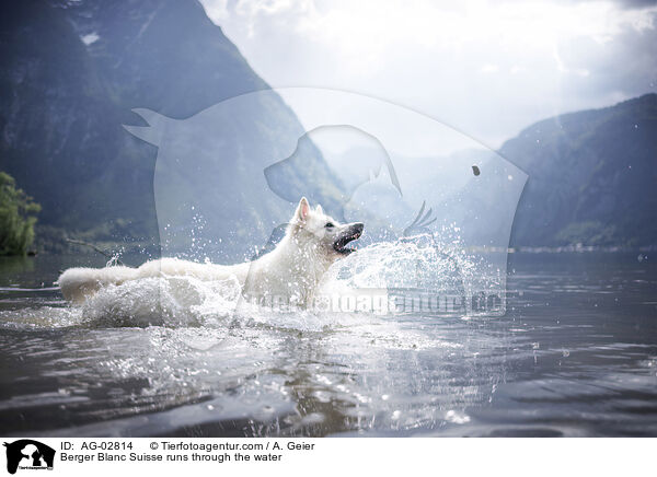 Weier Schweizer Schferhund rennt durchs Wasser / Berger Blanc Suisse runs through the water / AG-02814