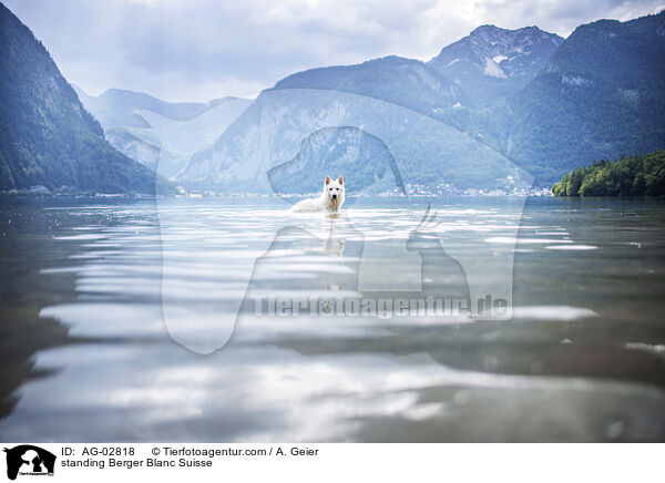 stehender Weier Schweizer Schferhund / standing Berger Blanc Suisse / AG-02818