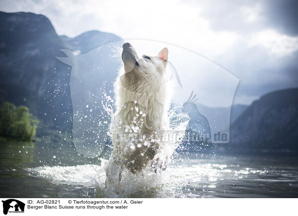 Weier Schweizer Schferhund rennt durchs Wasser / Berger Blanc Suisse runs through the water / AG-02821
