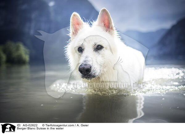 Weier Schweizer Schferhund im Wasser / Berger Blanc Suisse in the water / AG-02822