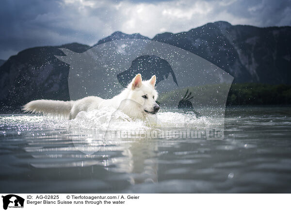 Weier Schweizer Schferhund rennt durchs Wasser / Berger Blanc Suisse runs through the water / AG-02825