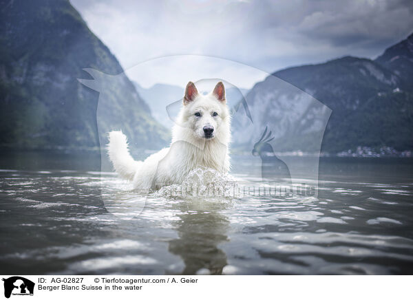 Weier Schweizer Schferhund im Wasser / Berger Blanc Suisse in the water / AG-02827
