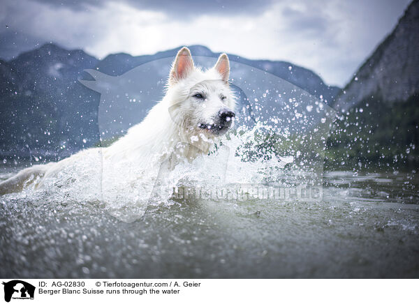 Weier Schweizer Schferhund rennt durchs Wasser / Berger Blanc Suisse runs through the water / AG-02830
