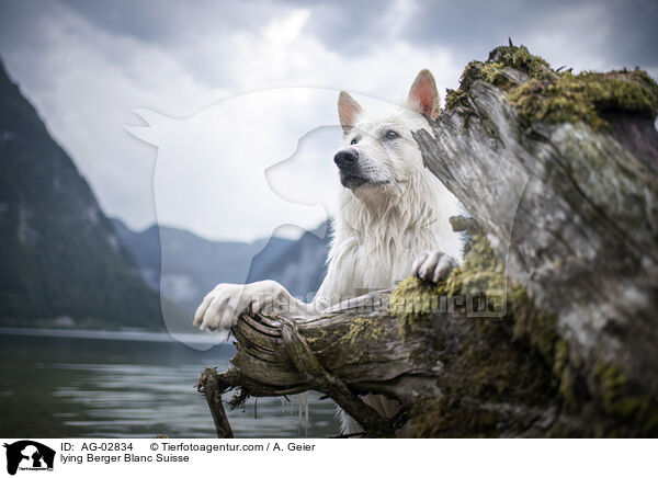 liegender Weier Schweizer Schferhund / lying Berger Blanc Suisse / AG-02834