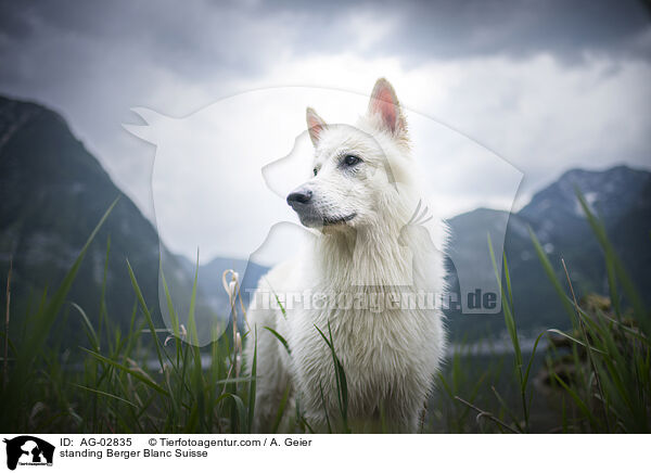 stehender Weier Schweizer Schferhund / standing Berger Blanc Suisse / AG-02835