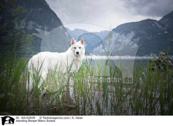 stehender Weier Schweizer Schferhund / standing Berger Blanc Suisse / AG-02836