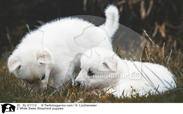 2 Weier Schweizer Schferhund Welpen / 2 White Swiss Shepherd puppies / SL-01113