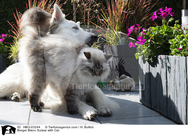 Berger Blanc Suisse with Cat / HBO-03244